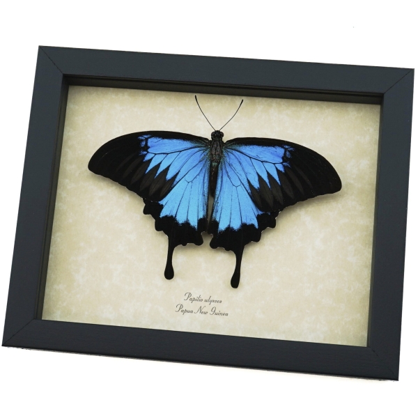 Resting Blue Mountain Swallowtail Butterfly Papilio ulysses Framed Taxidermy Display