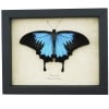 Resting Blue Mountain Swallowtail Butterfly Papilio ulysses Framed Taxidermy Display