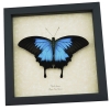Resting Blue Mountain Swallowtail Butterfly Papilio ulysses xl Framed Taxidermy Display