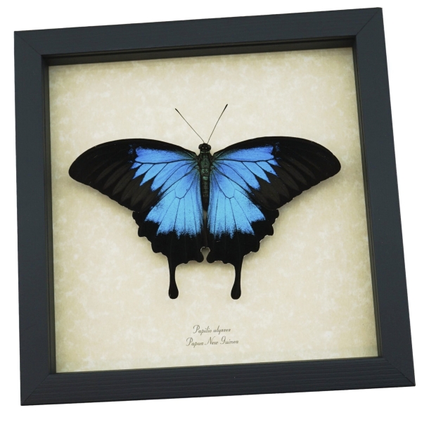 Resting Blue Mountain Swallowtail Butterfly Papilio ulysses xl Framed Taxidermy Display