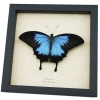 Resting Blue Mountain Swallowtail Butterfly Papilio ulysses xl Framed Taxidermy Display