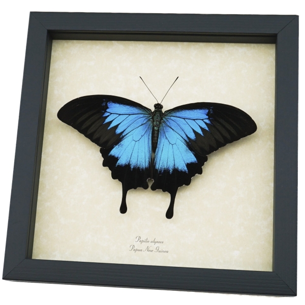 Resting Blue Mountain Swallowtail Butterfly Papilio ulysses xl Framed Taxidermy Display