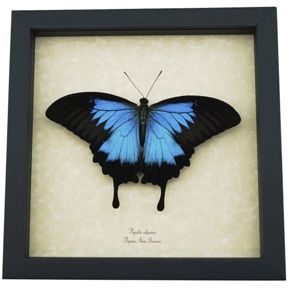 Resting Blue Mountain Swallowtail Butterfly Papilio ulysses xl Framed Taxidermy Display