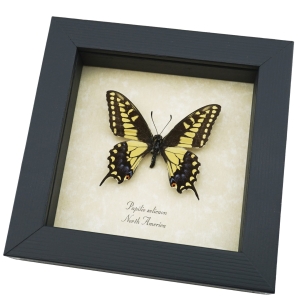 Papilio Zelicaon Anise Swallowtail Butterfly Framed Taxidermy Display