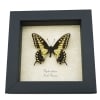 Papilio Zelicaon Anise Swallowtail Butterfly Framed Taxidermy Display