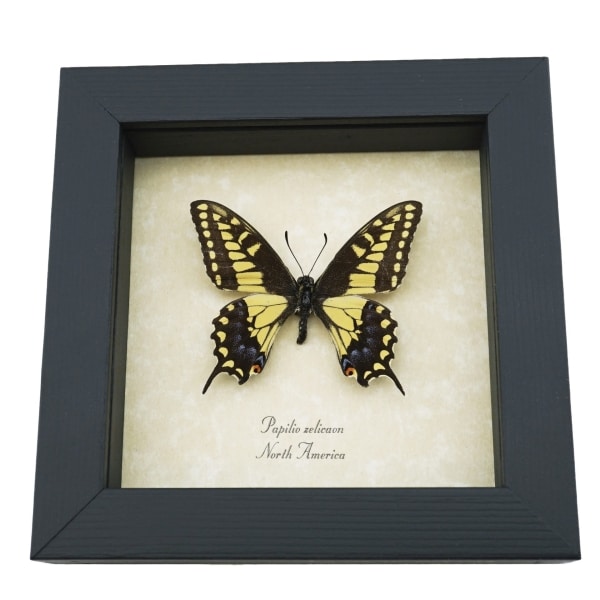 Papilio Zelicaon Anise Swallowtail Butterfly Framed Taxidermy Display