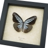 Pareronia tritea Powder Blue Butterfly Framed Taxidermy Display