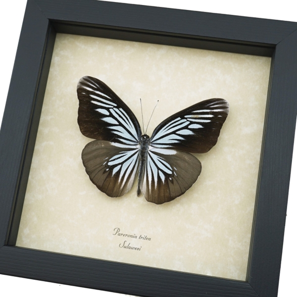 Pareronia tritea Powder Blue Butterfly Framed Taxidermy Display