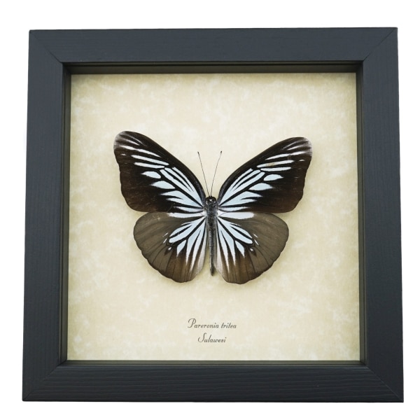 Pareronia tritea Powder Blue Butterfly Framed Taxidermy Display