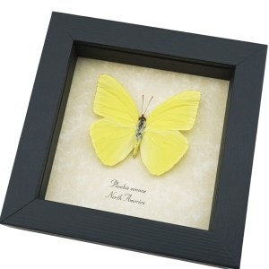 Phoebis Sennae Male Cloudless Sulphur Butterfly Framed Taxidermy Display