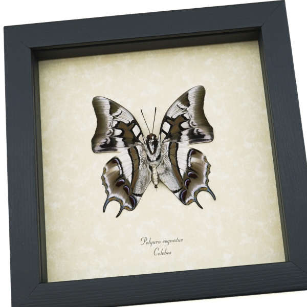 Polyura cognatus Verso Dagger Tailed Butterfly Framed Taxidermy Display