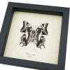 Polyura cognatus Verso Dagger Tailed Butterfly Framed Taxidermy Display