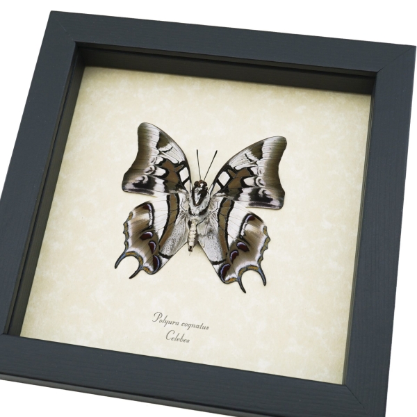 Polyura cognatus Verso Dagger Tailed Butterfly Framed Taxidermy Display