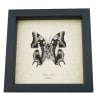 Real Framed Butterfly Polyura cognatus Verso Taxidermy Display