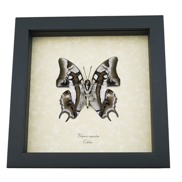 Real Framed Butterfly Polyura cognatus Verso Taxidermy Display