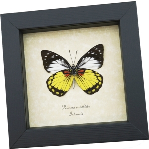Prioneris autothisbe verso Yellow Orange Butterfly Framed Taxidermy Display