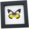 Prioneris autothisbe verso Yellow Orange Butterfly Framed Taxidermy Classic Black Display