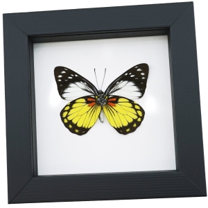 Prioneris autothisbe verso Yellow Orange Butterfly Framed Taxidermy Classic Black Display