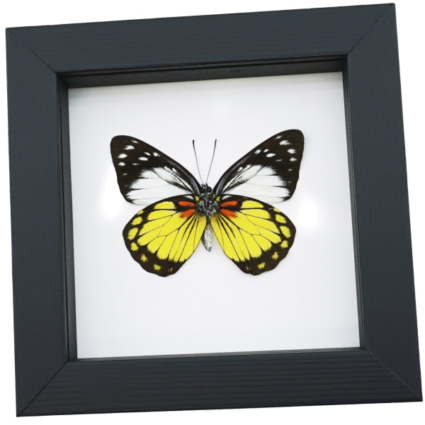 Prioneris autothisbe verso Yellow Orange Butterfly Framed Taxidermy Classic Black Display