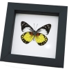 Prioneris autothisbe verso Yellow Orange Butterfly Framed Taxidermy Classic Black Display