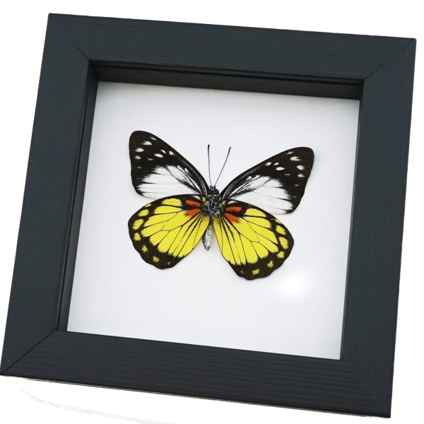 Prioneris autothisbe verso Yellow Orange Butterfly Framed Taxidermy Classic Black Display
