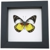 Prioneris autothisbe verso Yellow Orange Butterfly Framed Taxidermy Classic Black Display