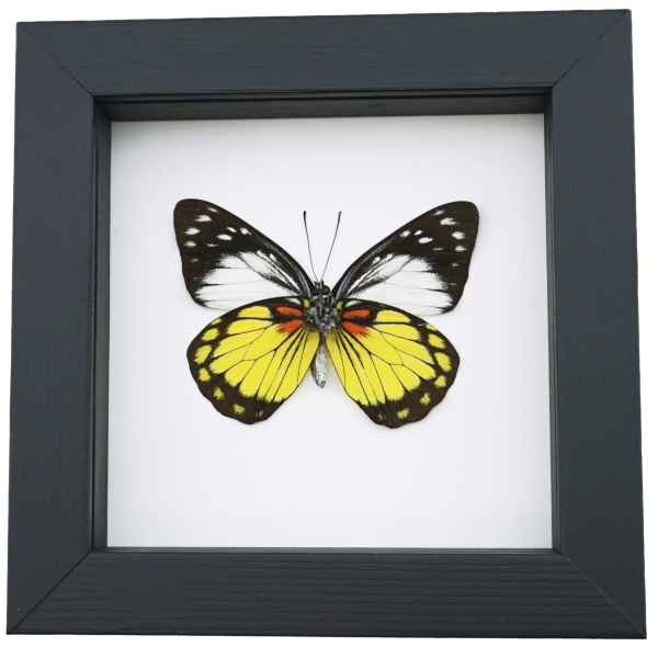 Prioneris autothisbe verso Yellow Orange Butterfly Framed Taxidermy Classic Black Display