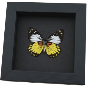 Prioneris autothisbe verso Yellow Orange Butterfly Framed Taxidermy Moonlight Display