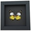Prioneris autothisbe verso Yellow Orange Butterfly Framed Taxidermy Moonlight Display