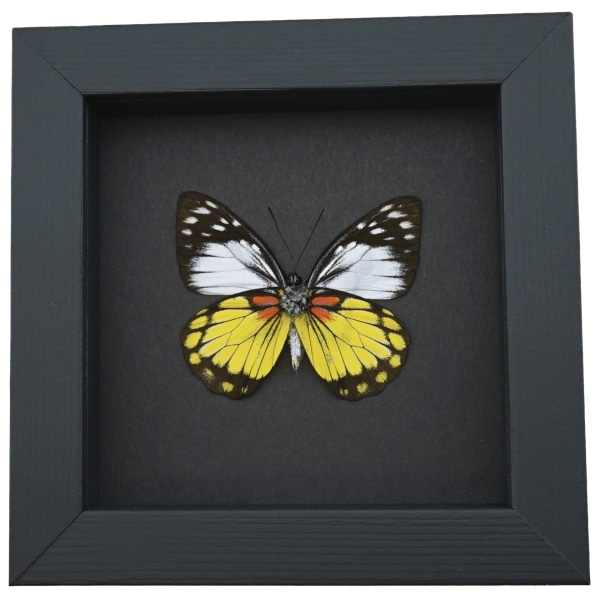 Prioneris autothisbe verso Yellow Orange Butterfly Framed Taxidermy Moonlight Display