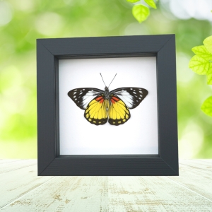 Prioneris autothisbe verso Resting Yellow Orange Butterfly Framed Taxidermy Classic Black Display