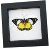 Prioneris autothisbe verso Resting Yellow Orange Butterfly Framed Taxidermy Classic Black Display