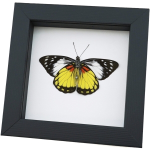 Prioneris autothisbe verso Resting Yellow Orange Butterfly Framed Taxidermy Classic Black Display