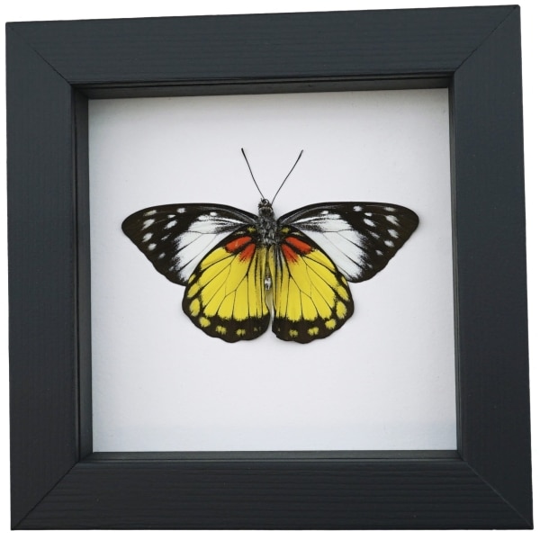 Prioneris autothisbe verso Resting Yellow Orange Butterfly Framed Taxidermy Classic Black Display