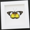 Framed Butterfly Prioneris autothisbe verso Resting Taxidermy Vibrant White Display