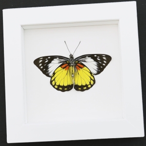 Framed Butterfly Prioneris autothisbe verso Resting Taxidermy Vibrant White Display