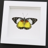 Framed Butterfly Prioneris autothisbe verso Resting Taxidermy Vibrant White Display