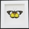 Framed Butterfly Prioneris autothisbe verso Resting Taxidermy Vibrant White Display