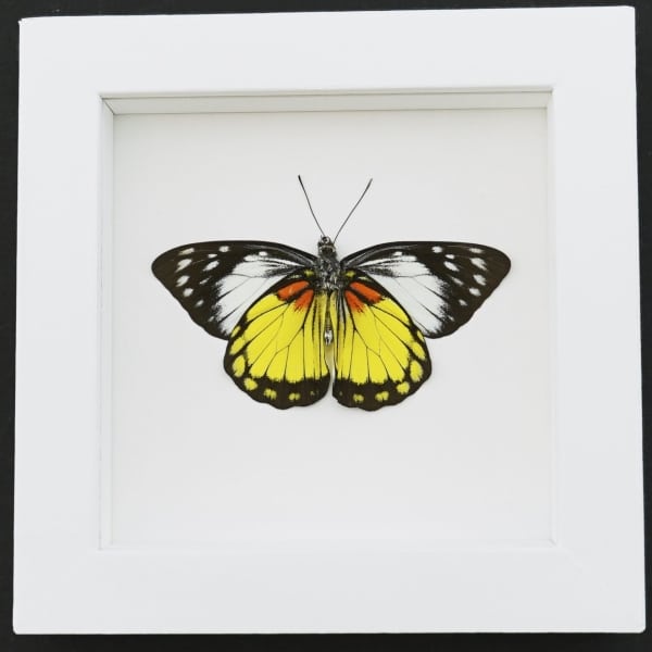 Framed Butterfly Prioneris autothisbe verso Resting Taxidermy Vibrant White Display