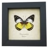 Prioneris autothisbe verso Yellow Orange Butterfly Framed Taxidermy Display