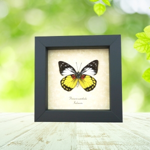Prioneris autothisbe verso Yellow Orange Butterfly Framed Taxidermy Display