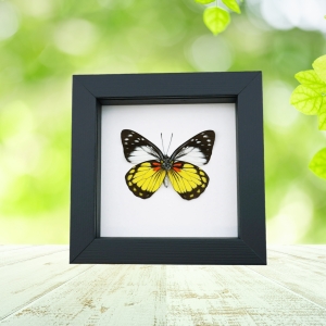 Prioneris autothisbe verso Yellow Orange Butterfly Framed Taxidermy Classic Black Display