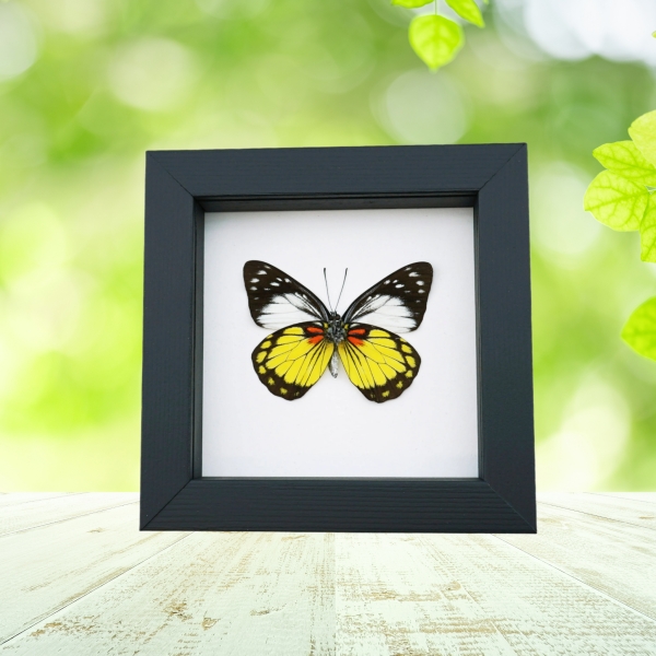 Prioneris autothisbe verso Yellow Orange Butterfly Framed Taxidermy Classic Black Display