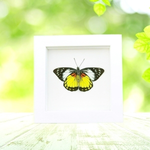 Framed Butterfly Prioneris autothisbe verso Resting Taxidermy Vibrant White Display