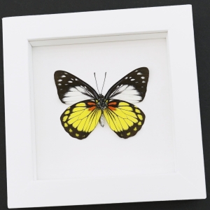 Real Framed Butterfly Prioneris autothisbe verso Taxidermy Vibrant White Display