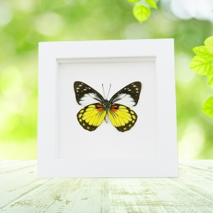Real Framed Butterfly Prioneris autothisbe verso Taxidermy Vibrant White Display