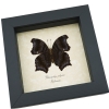Rhinopalpa polynice Male Wizard Butterfly Framed Taxidermy Display