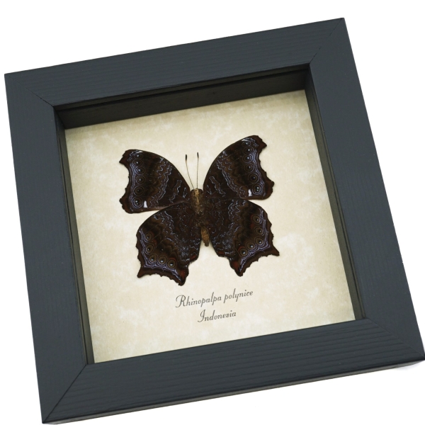 Rhinopalpa polynice Male Wizard Butterfly Framed Taxidermy Display