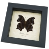 Rhinopalpa polynice Male Wizard Butterfly Framed Taxidermy Display
