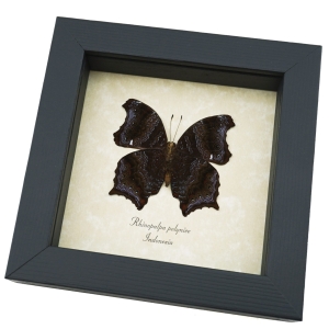 Rhinopalpa polynice Male Wizard Butterfly Framed Taxidermy Display